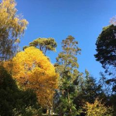 New Bamboo Garden張用戶圖片