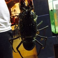 Happy Happy Cenang Seafood Restaurant User Photo