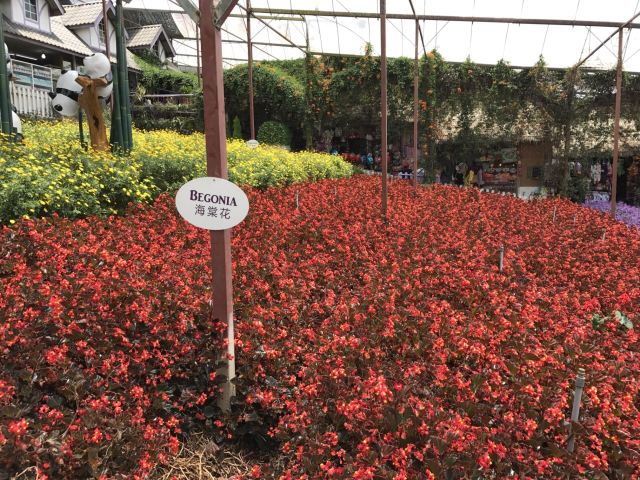 金馬倫高原薰衣草園