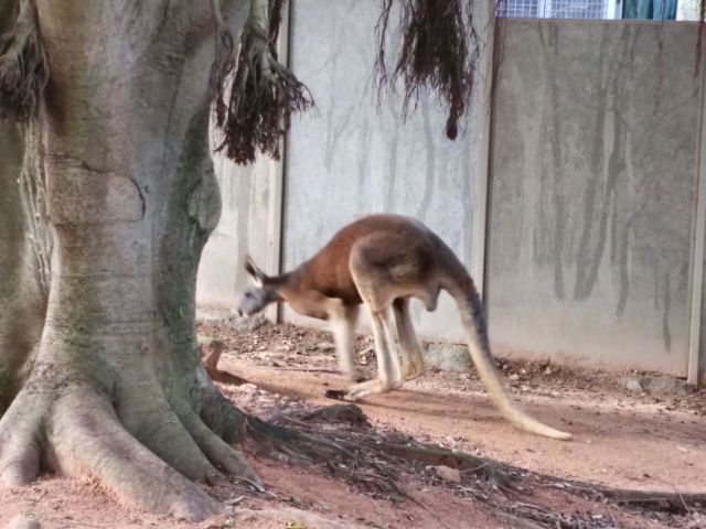 Taronga Zoo