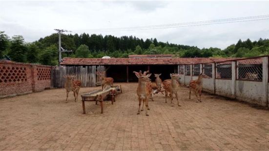 Changbai Mountain Special Museum