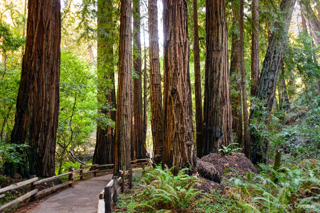 3_Muir Woods National Monument