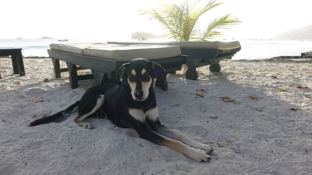 Anse Volbert Beach