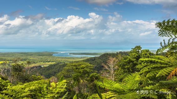 Daintree Rainforest