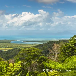 Daintree Rainforest