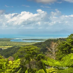 Daintree Rainforest
