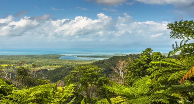 Foresta pluviale di Daintree