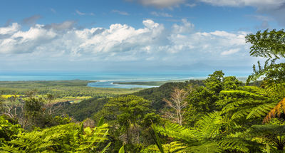 Daintree Rainforest