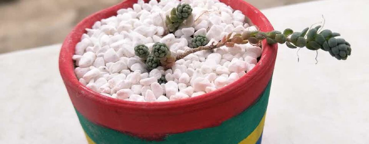 霸王牛肉(彭山店)