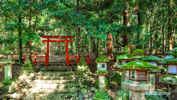 Mt. Kasuga Primeval Forest
