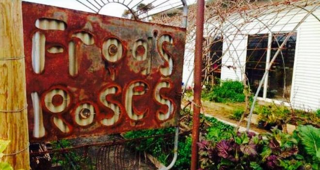 Frogs & Roses