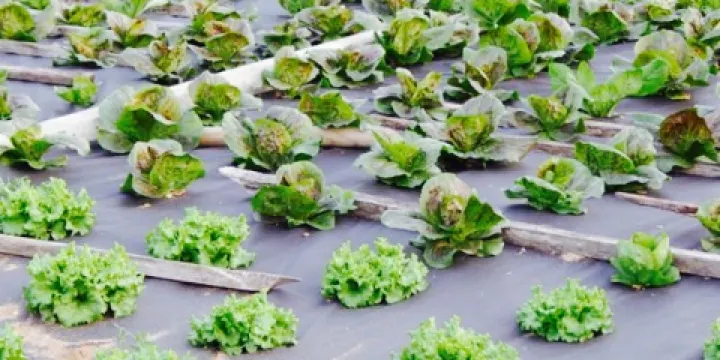 Turisticna kmetija Puhan