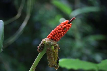呀诺达雨林食府