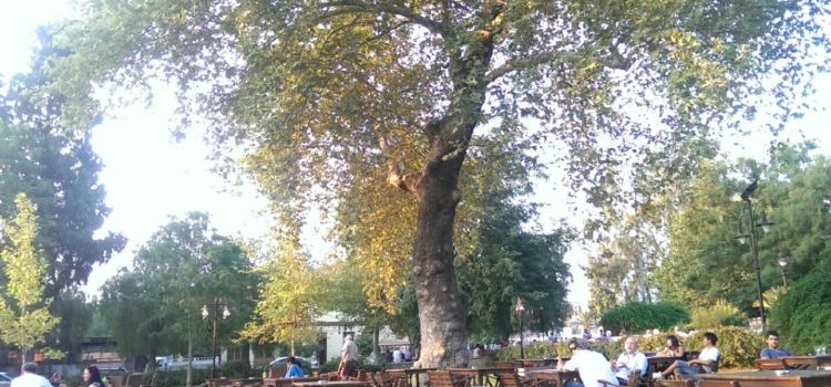 Cafe Carpouza