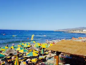 Dolphin Beach Bar