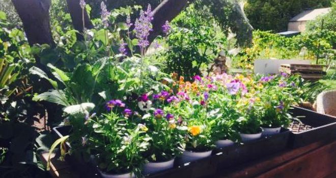 The Seasonal Garden Cafe