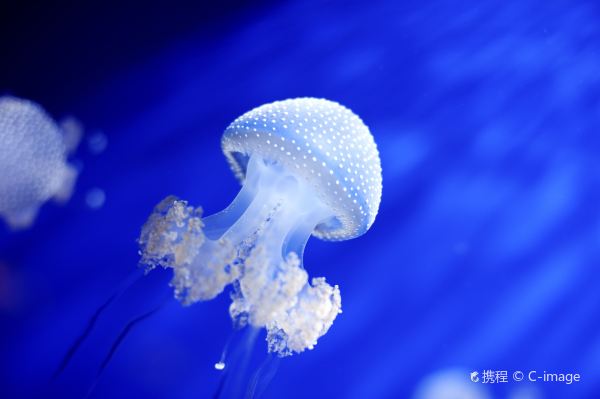 熱那亞水族館