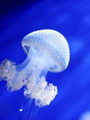 Acquario di Genova