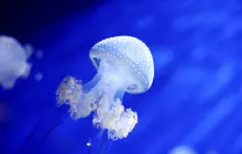 Aquarium of Genoa