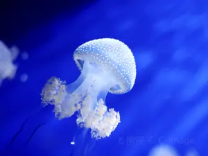 Acquario di Genova