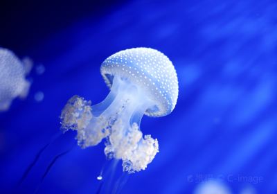 Acquario Di Genova