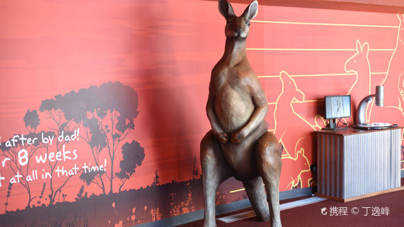 ワイルドライフ シドニー ズーチケット 即時確認 Trip Com