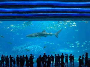 珠海長隆海洋王國·鯨鯊館