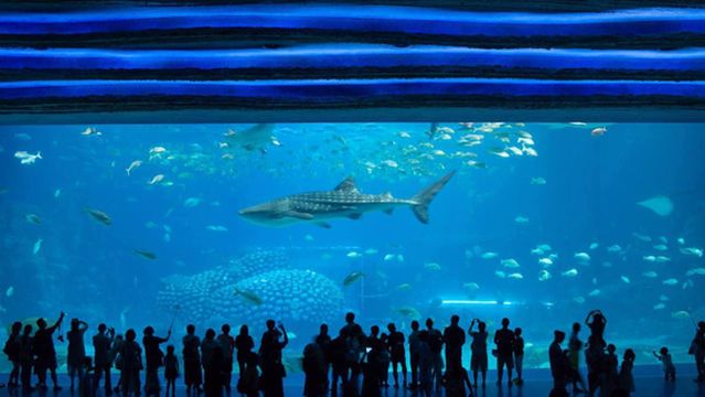 Whale & Shark Pavilion