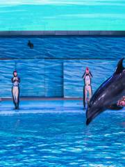 Dolphin Show Of Laohutan Ocean Park