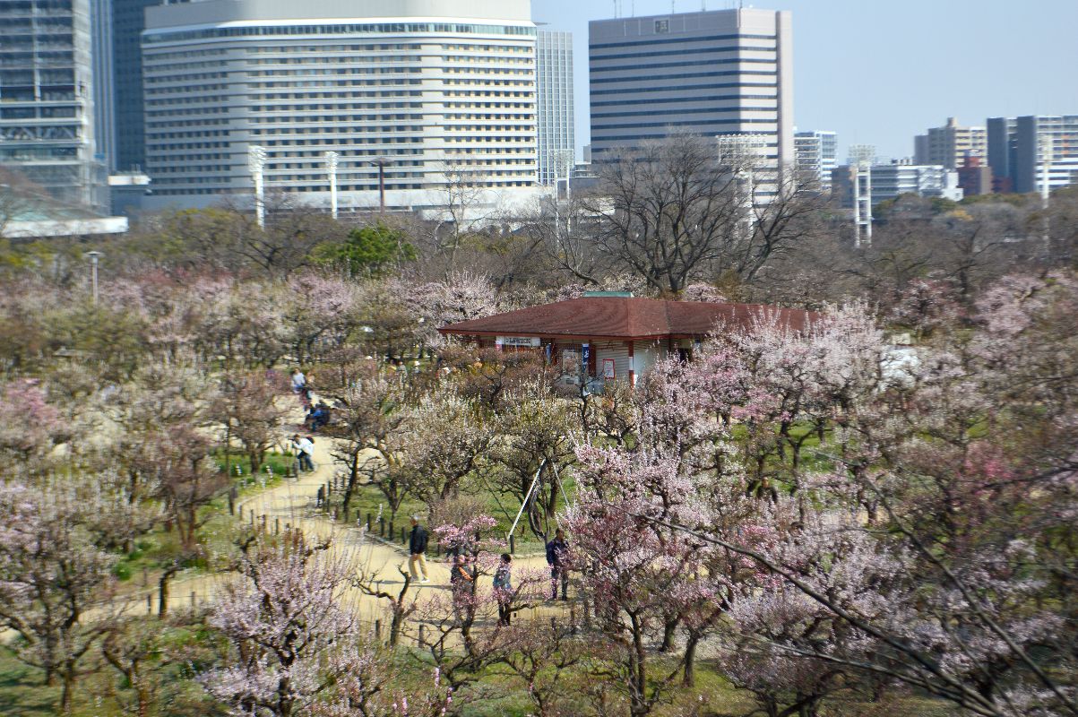 梅林 大阪 城