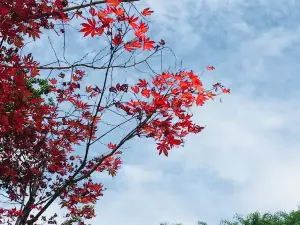 Popular Spring Outings in Chishui