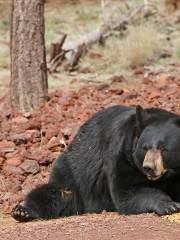 Bearizona Wildlife Park