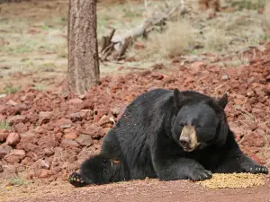 Bearizona Wildlife Park