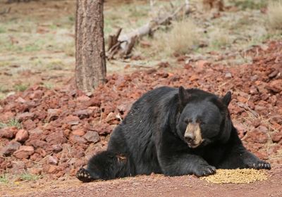 Bearizona Wildlife Park