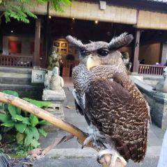 Bebek Bengil Nutzerfoto