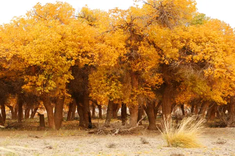 Hei Cheng-Ruoshui River Populus Euphratica Scenic Spot