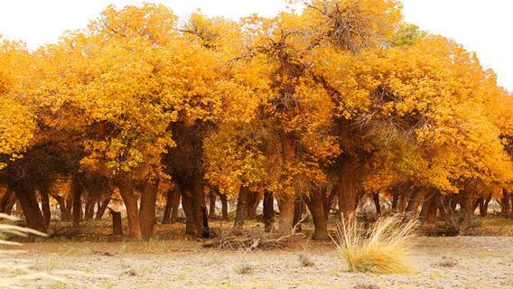 Hei Cheng-Ruoshui River Populus Euphratica Scenic Spot