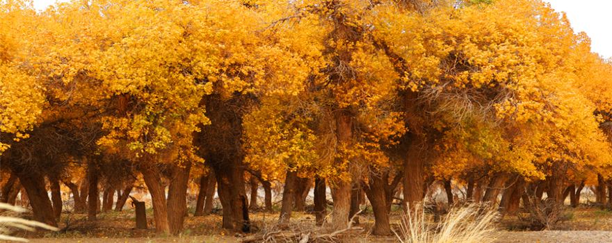 Hei Cheng-Ruoshui River Populus Euphratica Scenic Spot