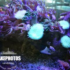Cicerello's Mandurah User Photo