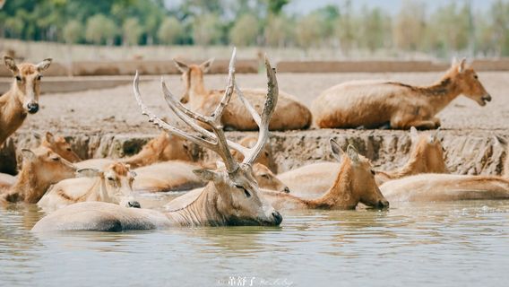 Chinese Milu Park
