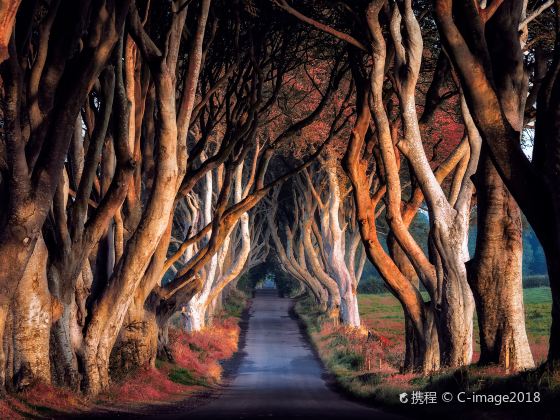 The Dark Hedges