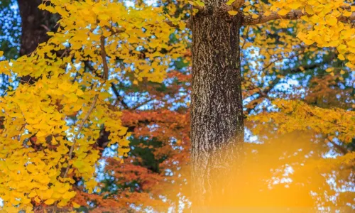 스이젠지 조주엔