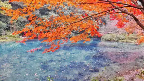 Hangzhou Nine Creeks half-day hiking tour [Nine Creeks and Eighteen Gullies fan painting + Longjing tea tasting + Eighteen Imperial Tea Trees]