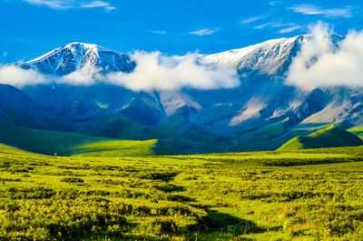 Qilian Mountain Scenic Spot