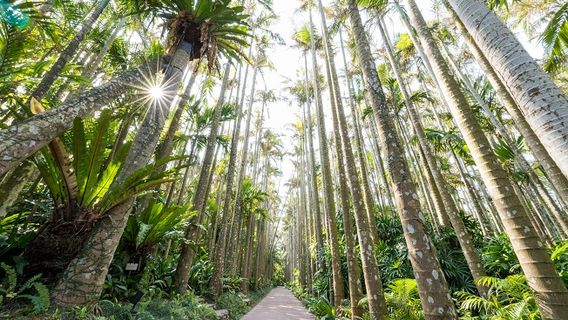 Parque Chura Yashi Okinawa / Jardines Botánicos del Sudeste