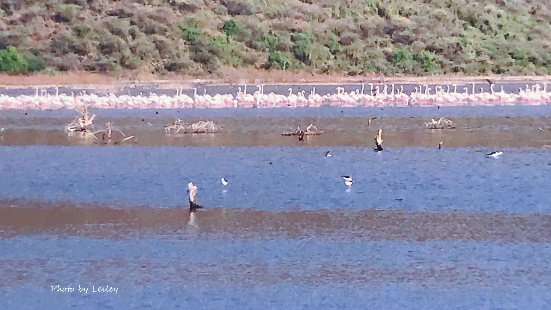 ナイロビ Lake Bogoria 評判 案内 トリップドットコム ナイロビ Lake Bogoria 評判 案内 トリップドットコム