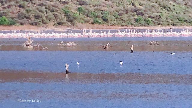 Lake Bogoria