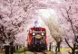 Amazing Places to See Cherry Blossoms in Japan!