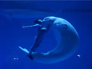 蕪湖新華聯大白鯨海洋公園