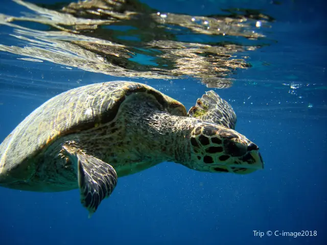 Diving in Lombok